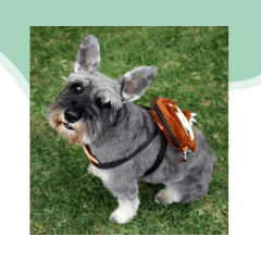 Arnes osos perezoso talla M