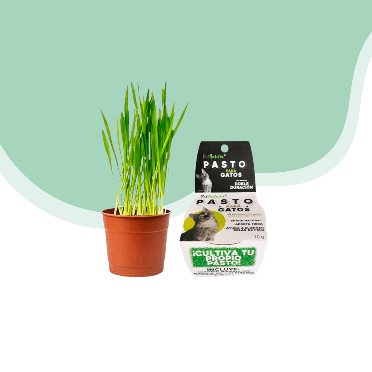 Kit Pasto plantar hierba gatera2