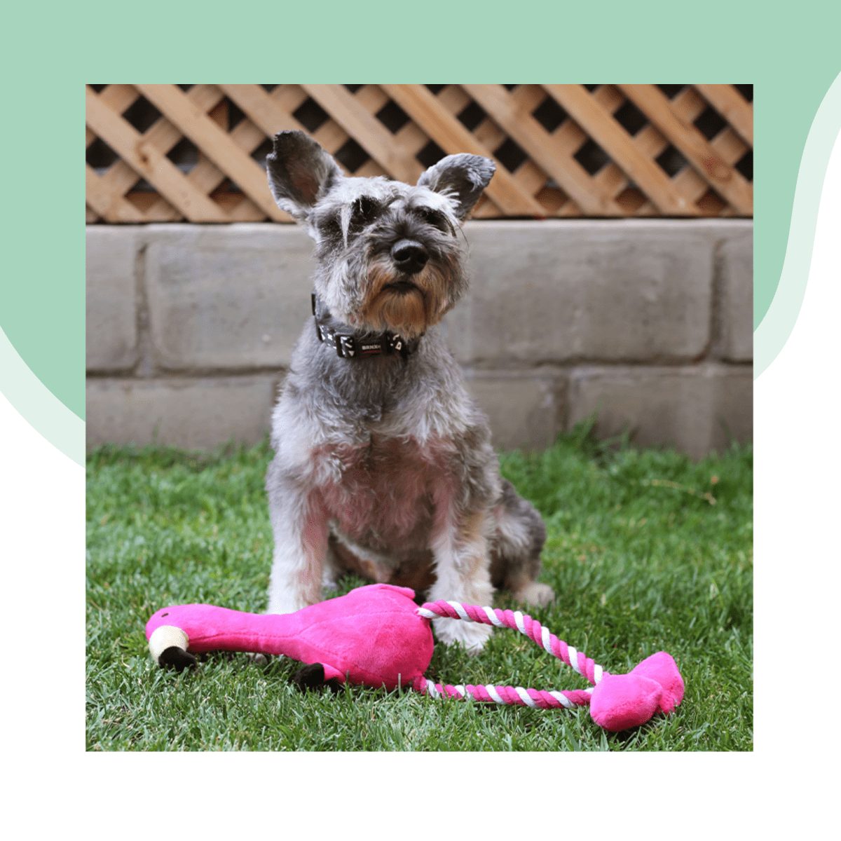 Peluche flamenco cuerda con sonido2