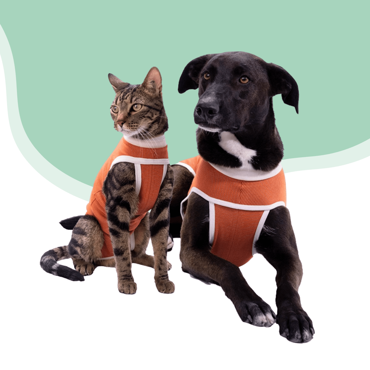 Kimba vet body cobre2