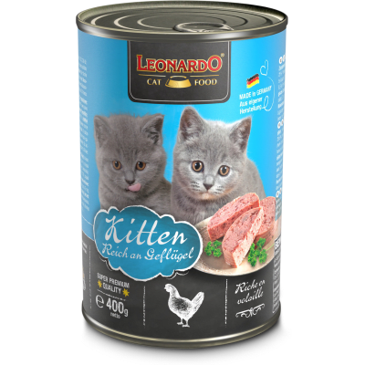 LATA LEONARDO KITTEN1