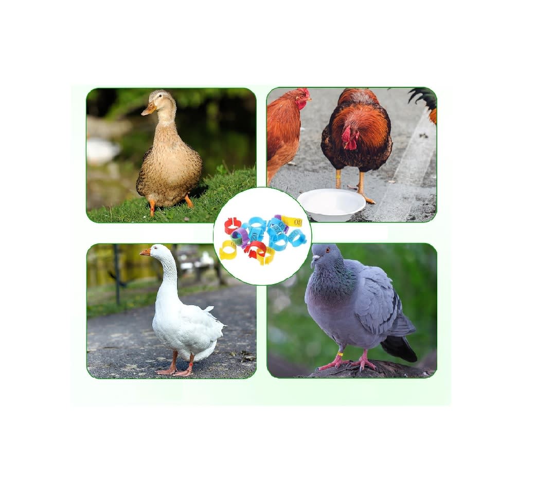 Anillos Identificación Aves de Corral4