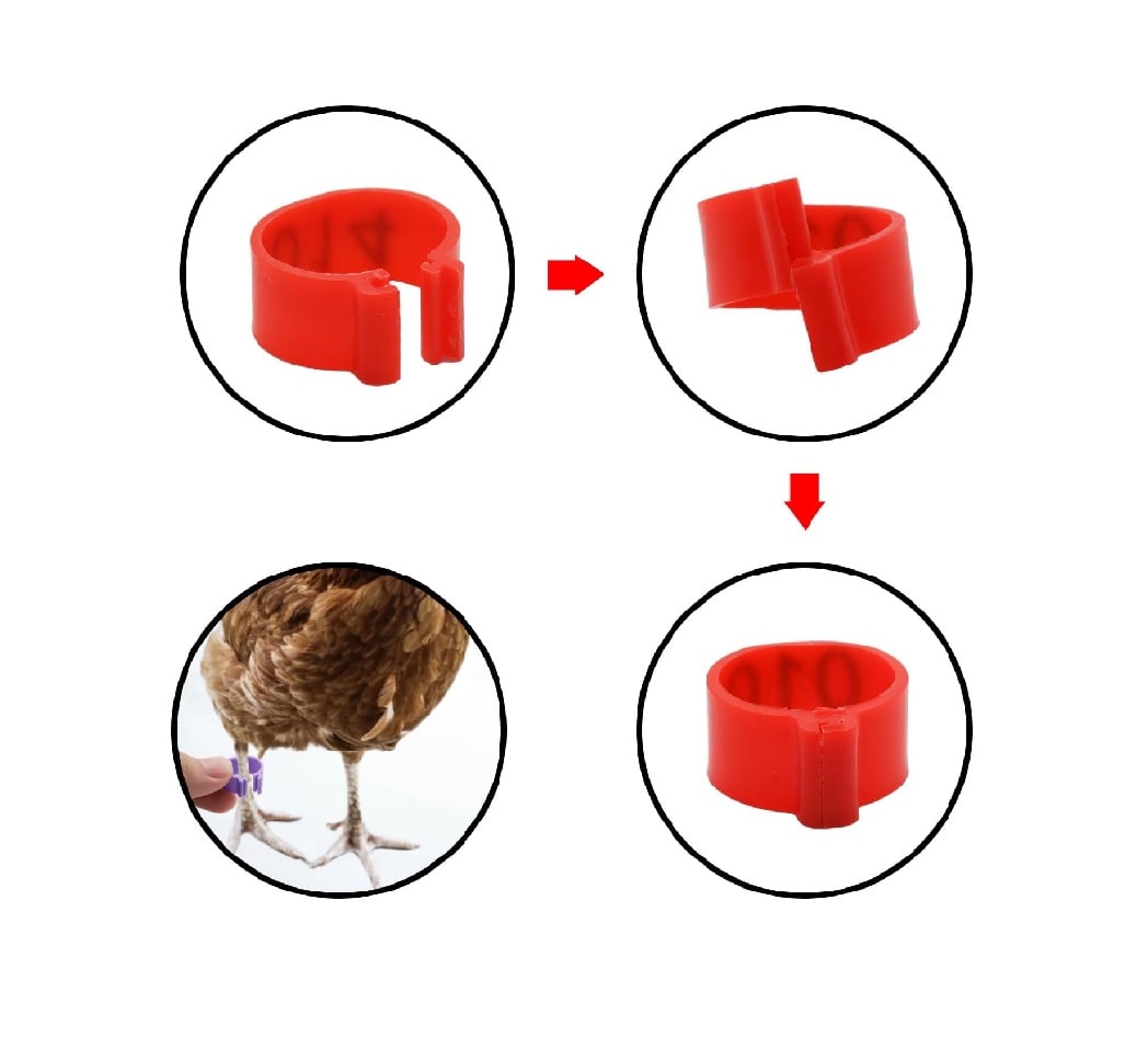 Anillos Identificación Aves de Corral3