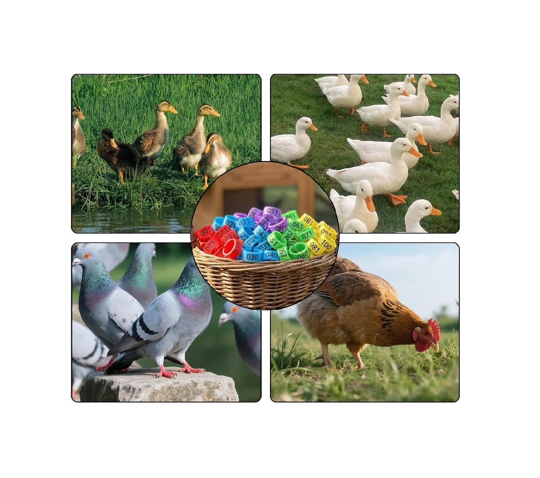 Anillos Identificación Aves de Corral5