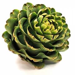 Alcachofa