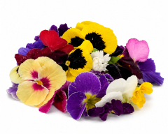 Flores comestibles