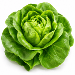 Lechuga