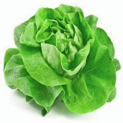Lechuga 3