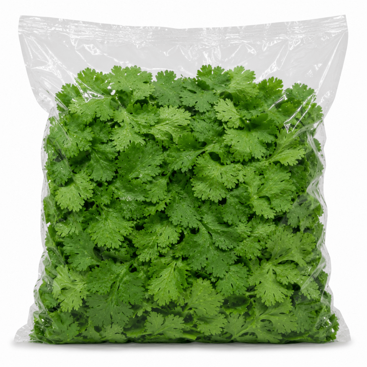 Cilantro entero al vacío1