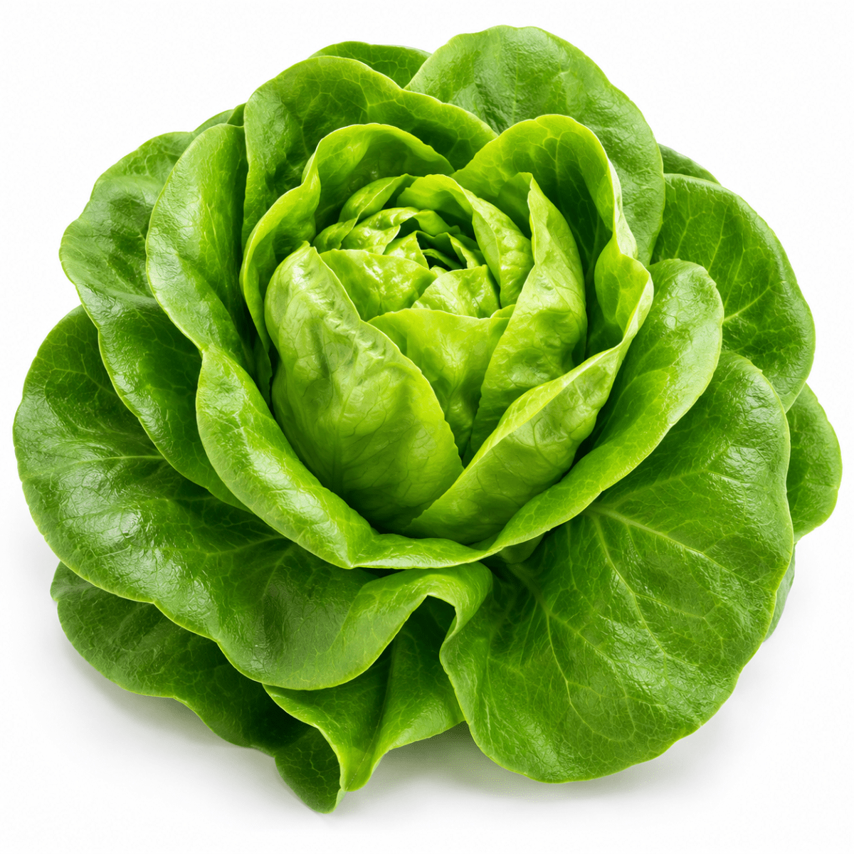 Lechuga4