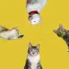 Alimentos Gatos