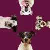 Alimentos Perros