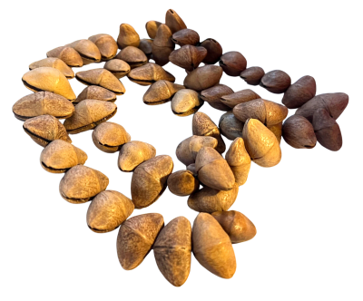 Semilla de Camalonga-Pata de Cabra (Tira)