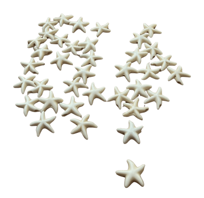 Estrella de Mar Crudo 13mm (10 Unidades)