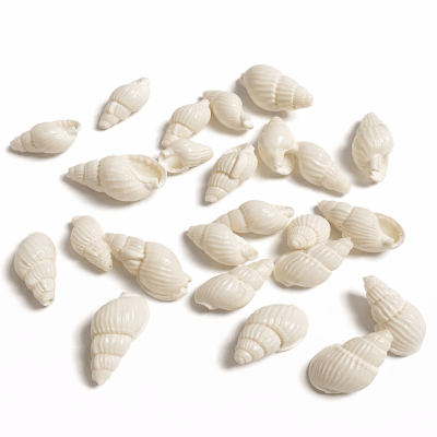 Conchita Mar Natural Perforada Blanca 18x9mm (10 Unidades)