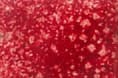 Esmalte para Metal Color Rojo (10 gramos)