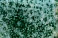 Esmalte para Metal Color Turquesa (10 gramos)