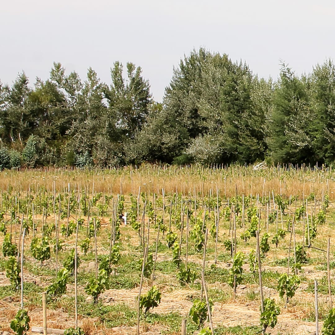 Descripción de la imagen