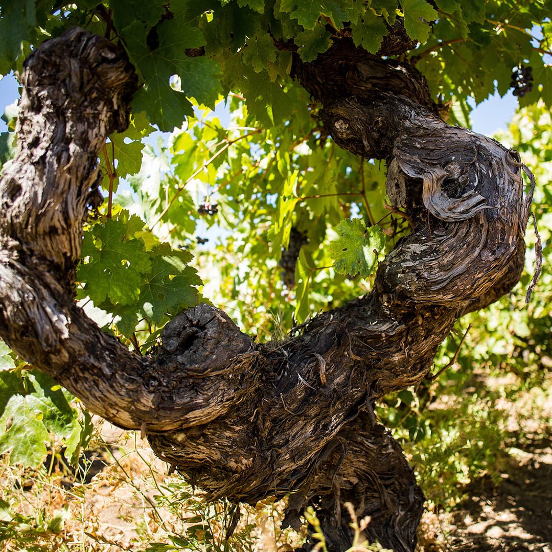 Descripción de la imagen