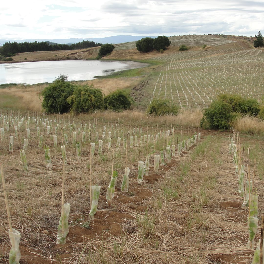 Descripción de la imagen
