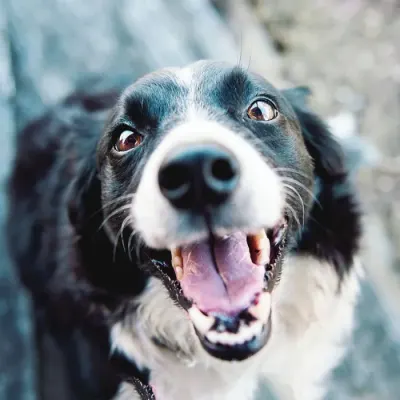 Sentidos del perro versus sentidos humanos: ¿Cómo se comparan?