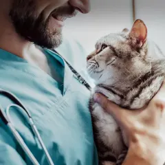 Gatos y pieles sensibles