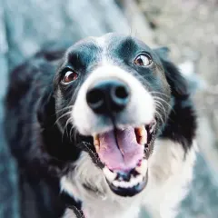 Sentidos del perro versus sentidos humanos: ¿Cómo se comparan?