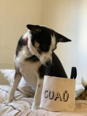 Contenedor Mascotas
