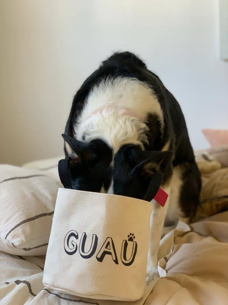 Contenedor Mascotas3