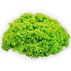 Lechuga Rocio Hidroponica Unidad