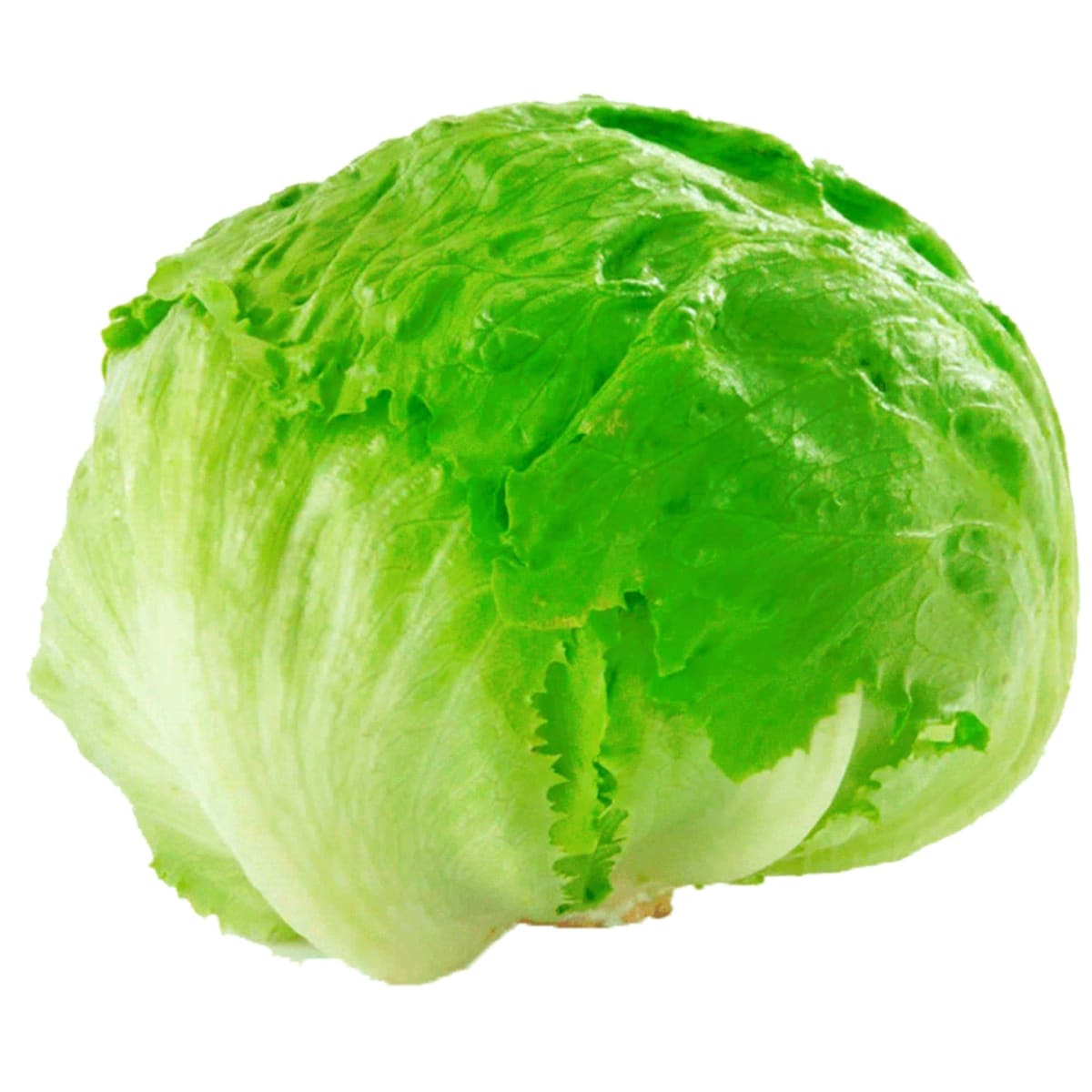 Lechuga Escarola Unidad1