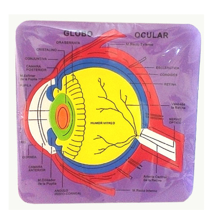 Goma Eva Puzzle Globo Ocular 6Mm 1 Un1