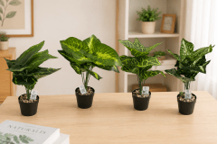 PLANTA LLUVIA DE PLATA