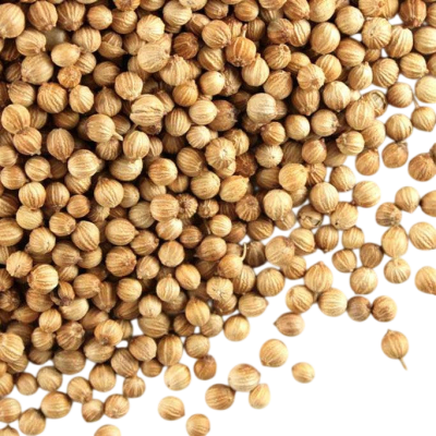 Semilla cilantro1