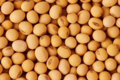 poroto soya1