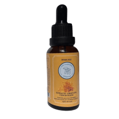 Don Champiñon Cordyceps