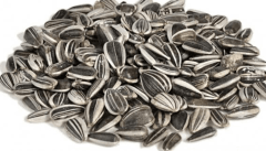 Semilla de Maravilla