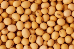 poroto soya