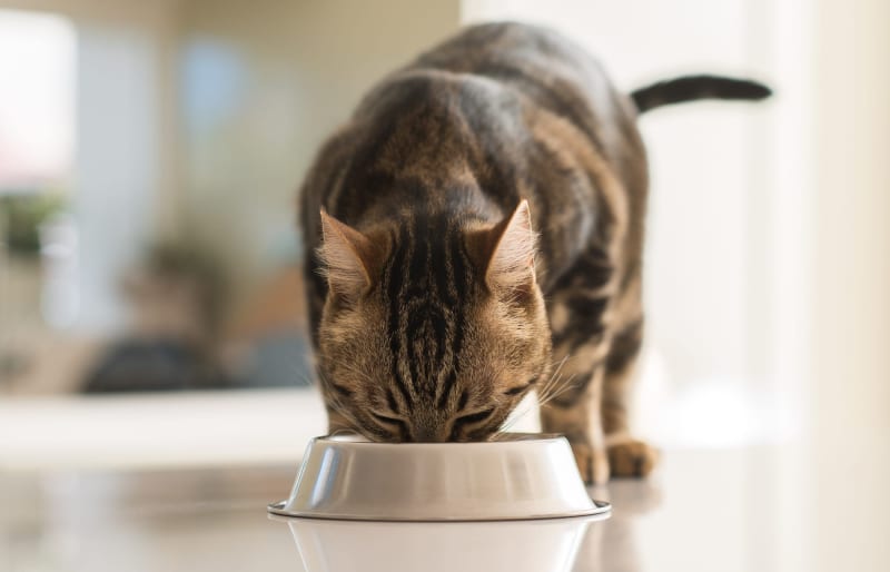 ¿Qué darle de comer a un gato con problemas renales?