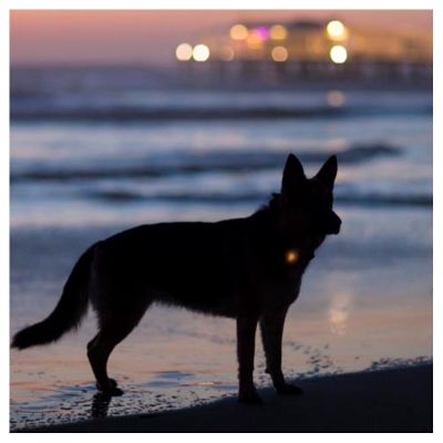 Coastal Luz para Collar Coastal Luz para Collar