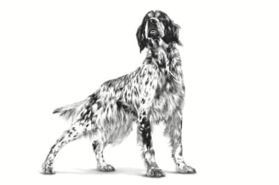 Royal Canin Vet Diet Dog Anallergenic 3kg Royal Canin Vet Diet Dog Anallergenic 3kg