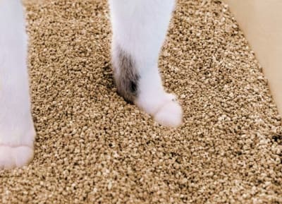 WBCL Picky Cat 5.44kg WBCL Picky Cat 5.44kg