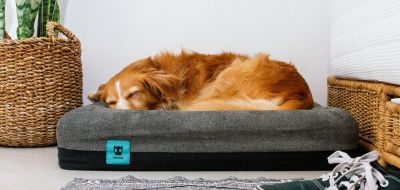 ZeeDog ZeeBed Large Cama para perros ZeeDog ZeeBed Large Cama para perros