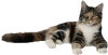 kisspng cat kitten dog squirrel pet cats 5ab3a095e279f7 48261465152172149392770568 kisspng cat kitten dog squirrel pet cats 5ab3a095e279f7 48261465152172149392770568