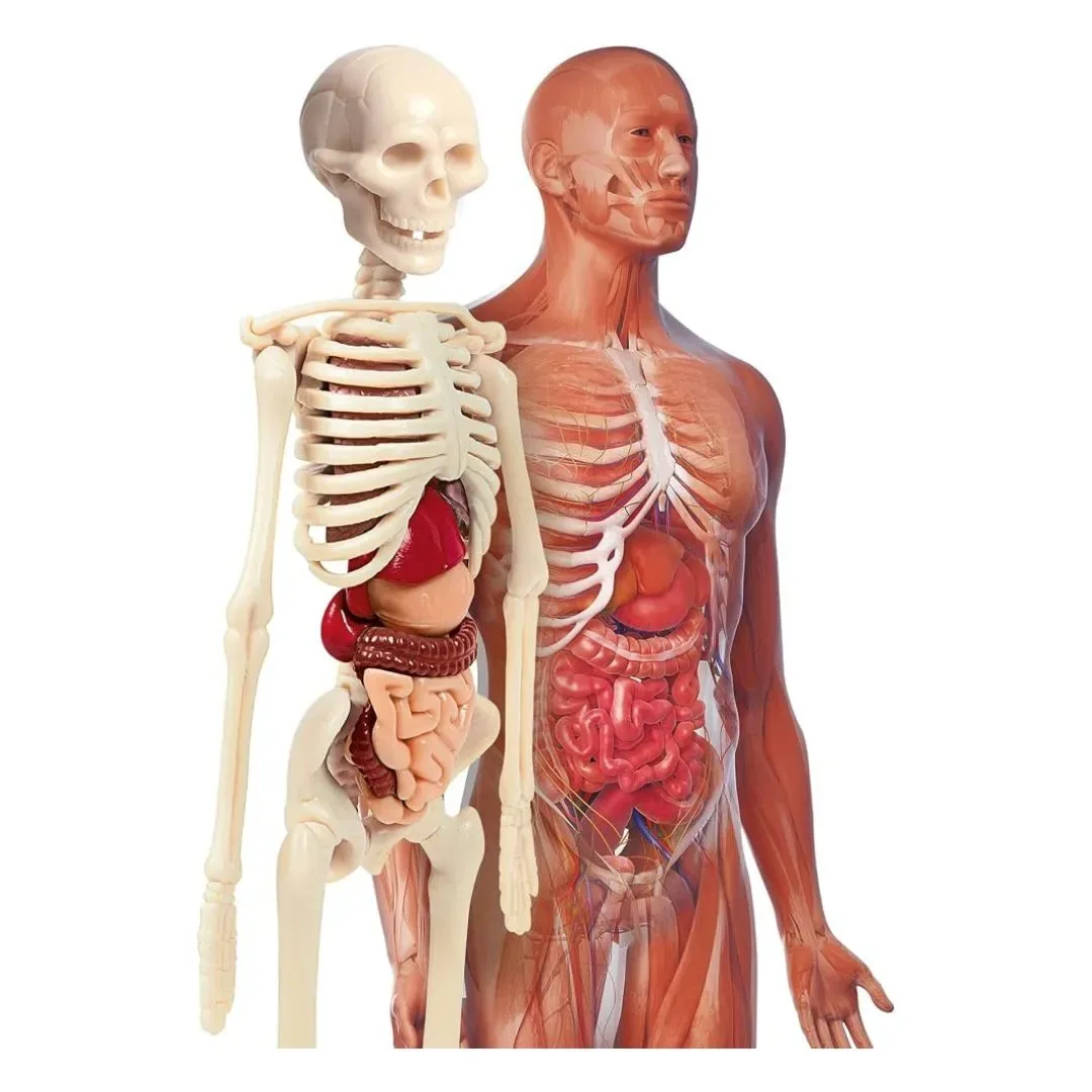 Laboratorio de Anatomia Ciencia Y Juego - Clementoni1