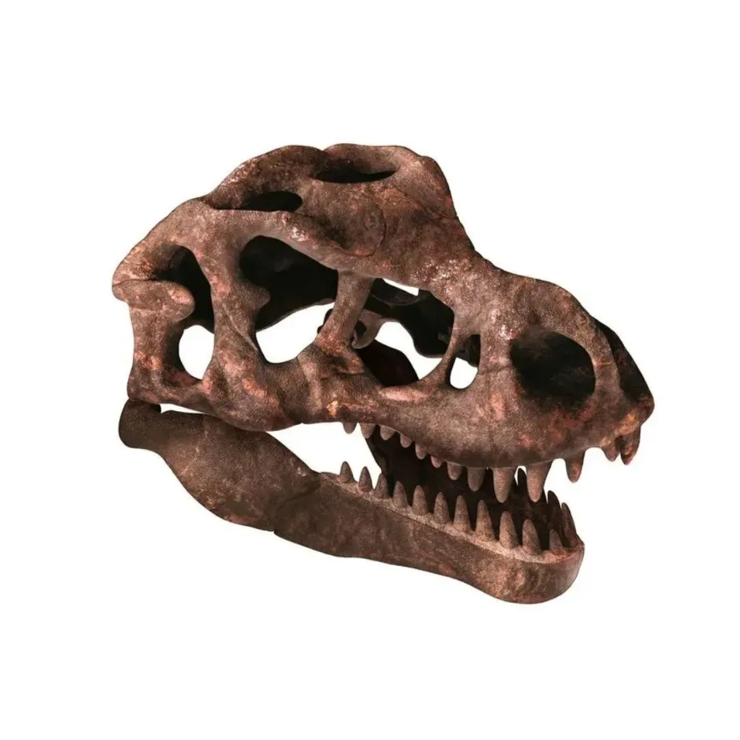 Clementoni Arqueojugando Craneo de T-Rex3