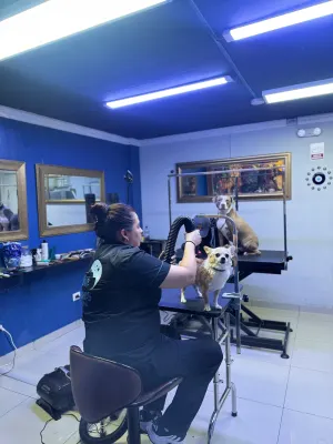 Precios peluquería canina en Miraflores 2026 | Blue Stars