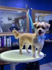 Estética canina en Miraflores: cómo es un grooming sin jaulas en Blue Stars