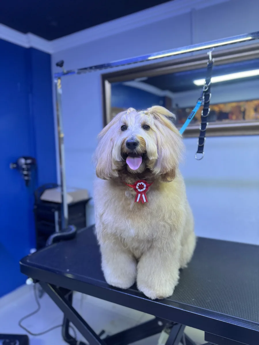 Terminos & Condiciones de peluquería