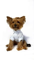 CAMISA VICHY CELESTE ALGODÓN